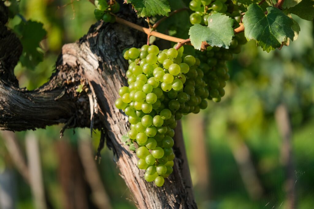 Tour etnológico y catas de vino en Alicante. Transporte desde Alicante.