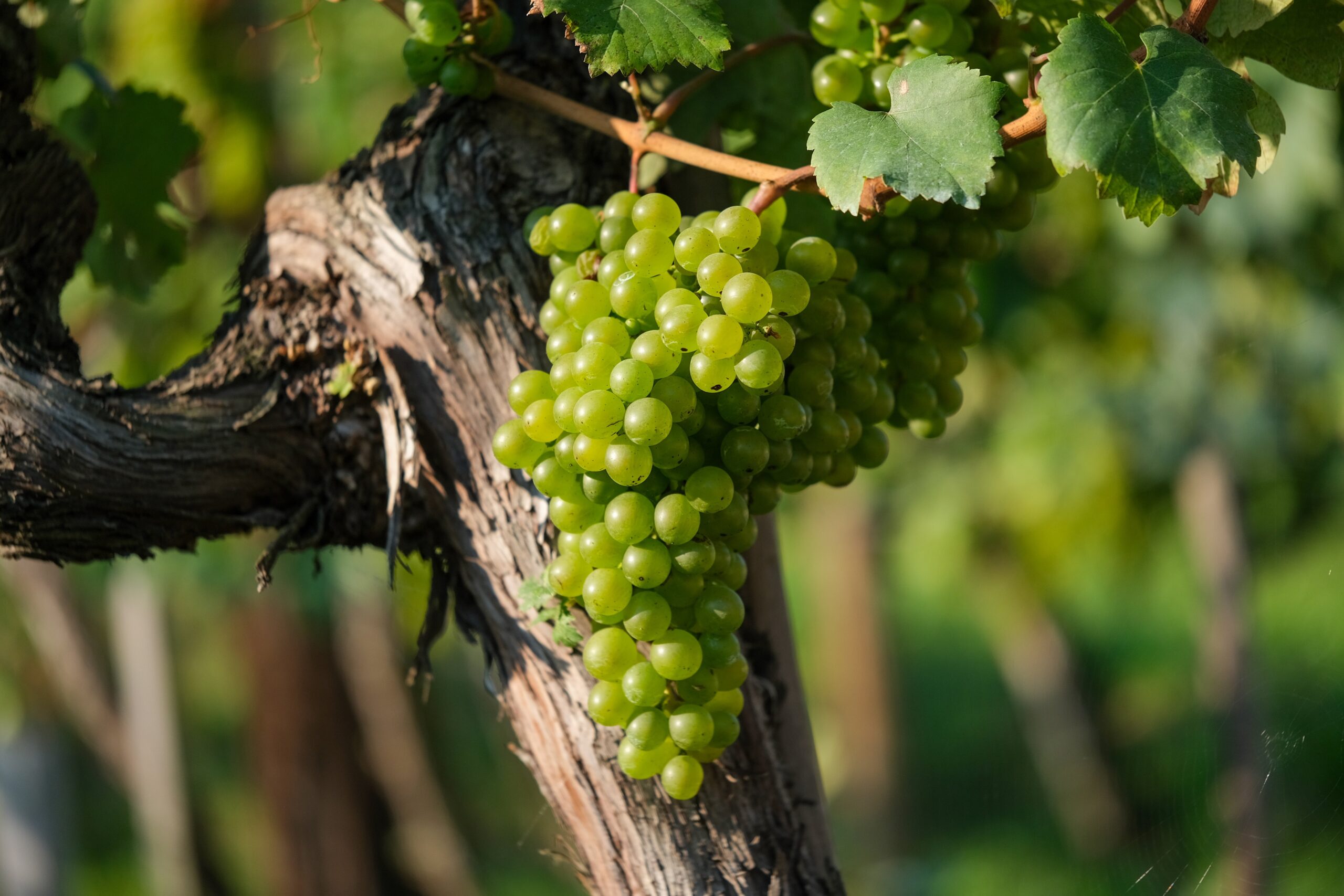 Tour etnológico y catas de vino en Alicante. Transporte desde Alicante.
