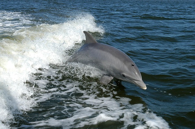 Avistamiento de delfines en Guardamar del Segura, Alicante en lancha rápida